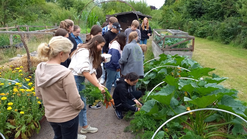 Schülerinnen und Schüler ernten Gemüse