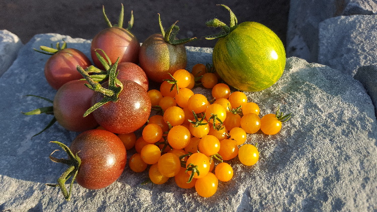 Bunte Vielfalt bei Früchten von Tomatenpflanzen
