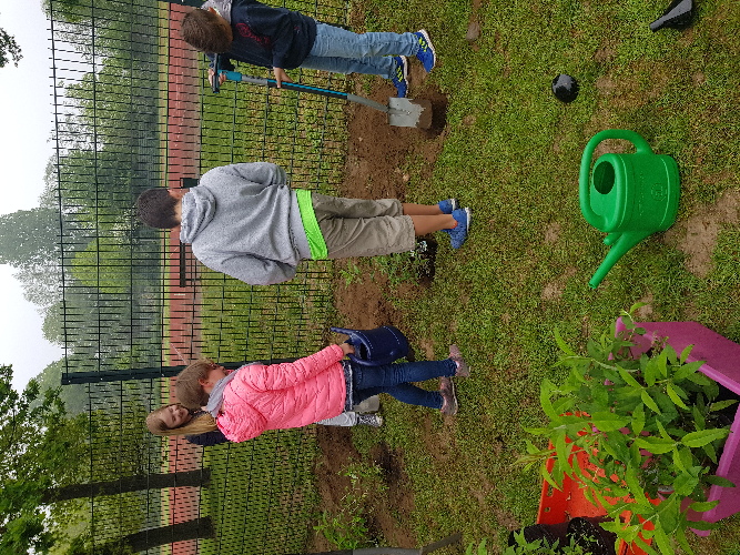 Auf dem Bild sind vier Schüler zu sehen, die Schmetterlingsflieder pflanzen. Eine Reihe von Pflanzen ist bereits gesetzt, für eine weitere Pflanze wird gerade das Pflanzloch vorbereitet. Im Vordergrund sind weitere Schmetterlingsflieder zu sehen, die darauf warten eingepflanzt zu werden. 