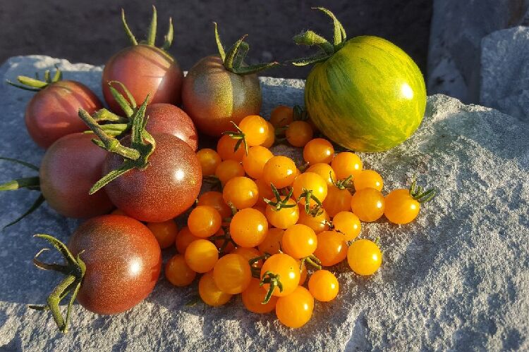 Unterschiedliche Tomaten nach der Ernte