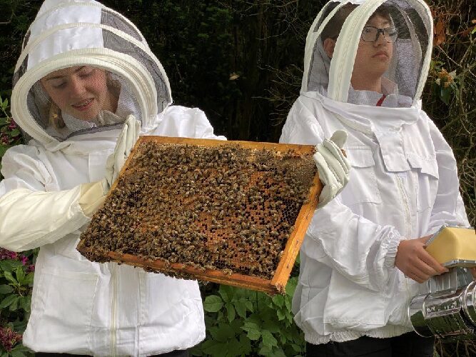 Zu sehen sind ein Schüler und eine Schülerin in Imkerei- Schutzanzügen. Die Schülerin auf der linken Seite hält ein Honigrähmchen mit den Waben, in die die Bienen bereits Honig eingelager haben, in der Hand. Der Schüler bedient den Smoker. 