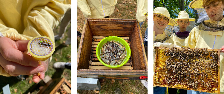 Es sind Bilder der Waben mit Bienen, eines Bienenkastens und einiger Schüler zu sehen, die als Mitglieder der Schulimkerei aktiv an der Honigernte beteiligt waren