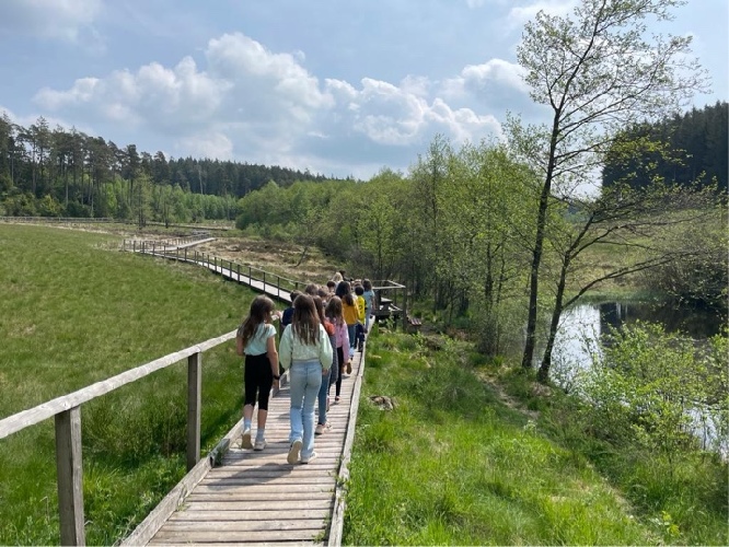 Eine Klasse ist von hinten zu sehen. Sie geht über den Steg des Moorpfades im gerodeten Gelände.