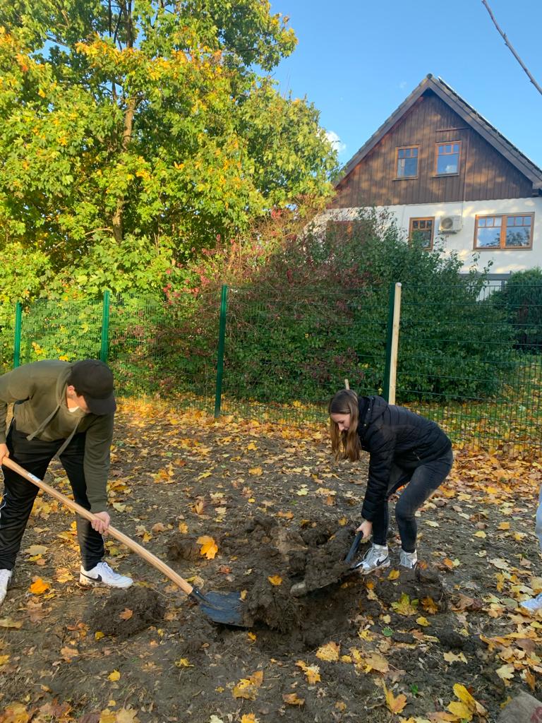 Schülerinnen und Schüler graben ein Loch um einen Obstbaum einpflanzen zu können.