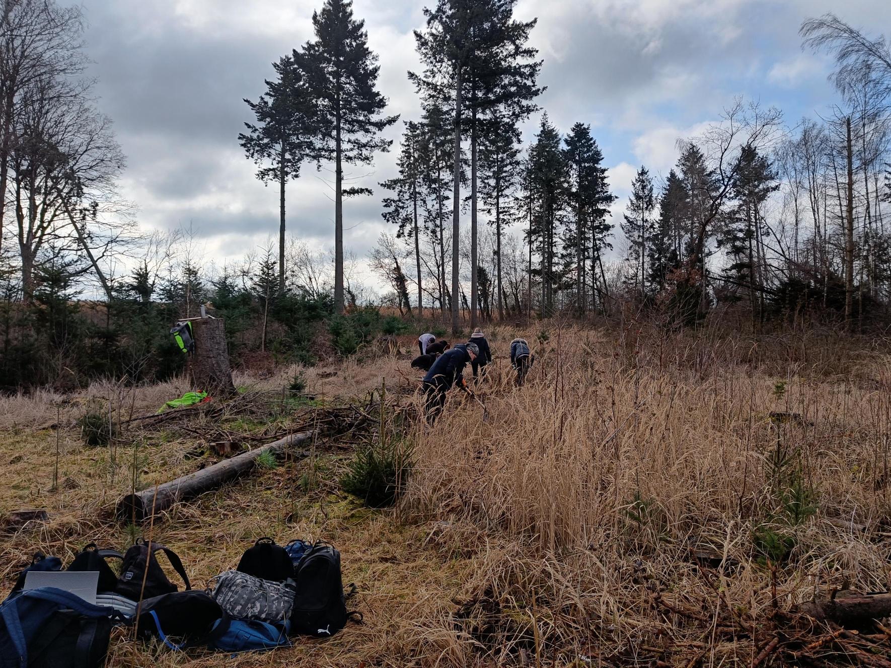 Man sieht auf dem Bild SuS, die auf einer Brachefläche im Wald Gräser und Sträucher zurückschneiden, um den Bäumen ein besseres Wachstum zu ermöglichen