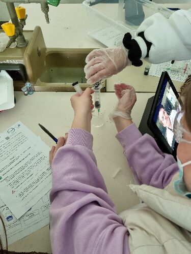 Unter Einsatz von Schutzhandschuhen, Becherglas und Spritzen führen die Schüler:innen Experimente unter Anleitung durch und notieren ihre Ergebnisse auf Formularen.