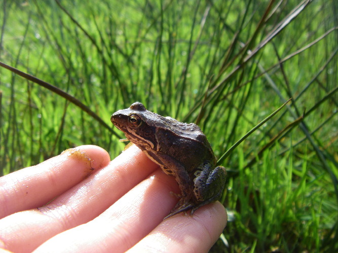 Frosch auf einer Hand