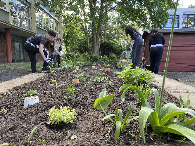 Schülerinnen und Schüler bearbeiten den Boden des Schulgartens und legen ein Bewässerungssystem an.
