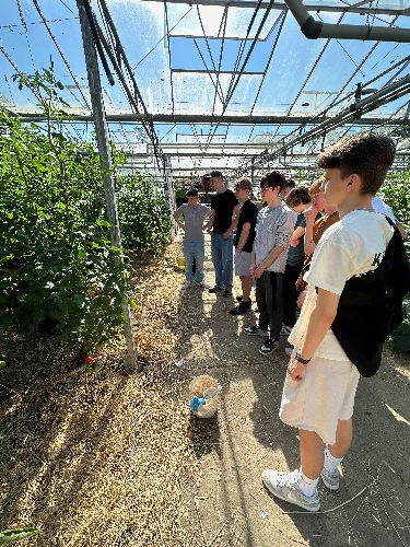 Schülerinnen und Schüler informieren sich im Gewächshaus über die besonderen Anforderungen von Tomaten und Gurken.