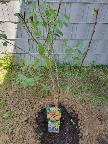 Auf dem Bild sieht man einen frisch gepflanzten Pflaumenbaum.