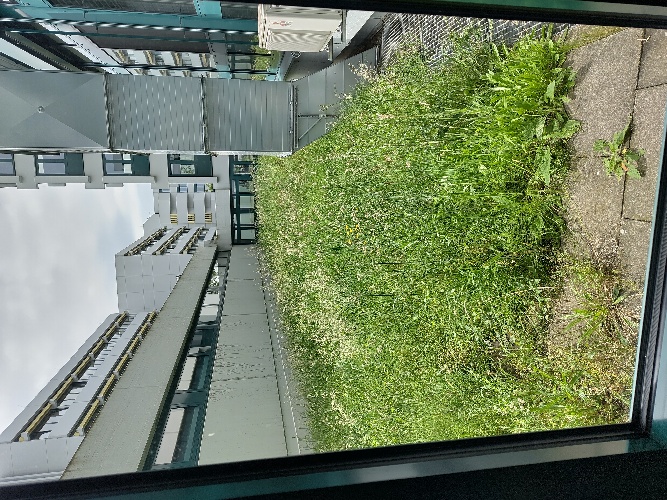 Ein mit Gras und Schachtelhalm bewachsene Fläche in einem Zwischenhof