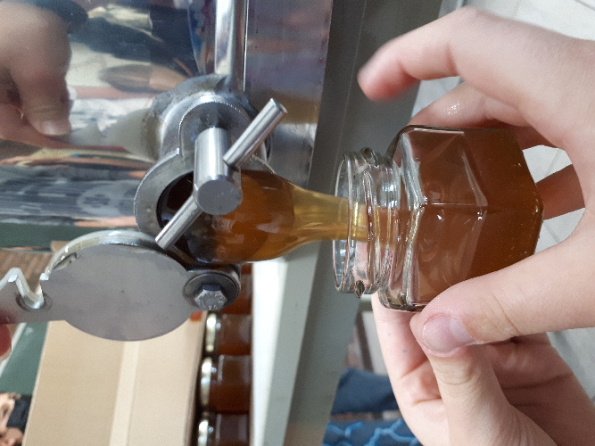 Honig fließt aus der Honigschleuder in ein Honigglas, das von einer Schülerin gehalten wird.